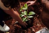 Plantando o futuro: Empresa de reflorestamento atua na recuperação de áreas degradadas em Bonito