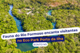 Fauna do Rio Formoso encanta visitantes durante os passeios no Eco Park Porto da Ilha