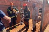 Pitbulls invadem casa, matam cadela e mobilizam opera&ccedil;&atilde;o de resgate 