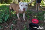 Crian&ccedil;a de 8 anos &eacute; atacada por pit bull e pode perder audi&ccedil;&atilde;o 
