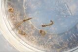MS registra 9.832 casos confirmados de chikungunya