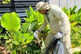 MS registra 10,6 mil casos confirmados de chikungunya neste ano