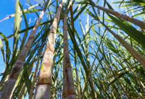 Mato Grosso do Sul tem produção recorde de etanol e avança na descarbonização do setor bioenergético