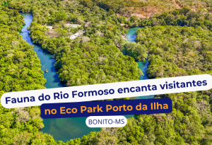 Fauna do Rio Formoso encanta visitantes durante os passeios no Eco Park Porto da Ilha