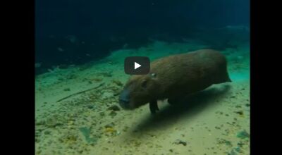 VÍDEO: Capivara boa de mergulho é flagrada no Recanto Ecológico do Rio da Prata