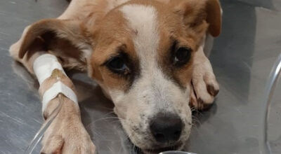 Gari é autuada por maus-tratos após cachorra morrer por falta de alimentação