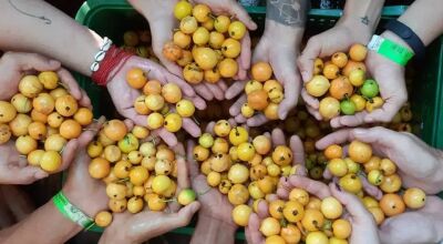 Grupo de participantes catam a guavira do pé da árvore em edição anterior do evento (Foto: Reprodução/Instagram)