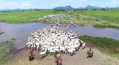 BOI BOMBEIRO NO PANTANAL