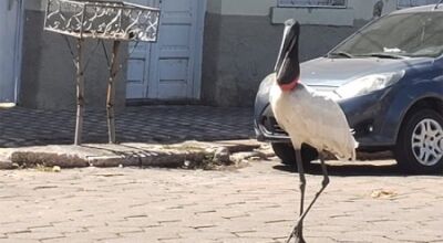 Foto de Dinho Mônaco cedida ao Diário Corumbaense
