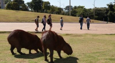 MS EM ALERTA: Saúde emite alerta sobre Febre Maculosa, vinda da picada do carrapato da capivara