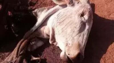 Ladrões abandonaram restos de animal em fazenda após abate em Três Lagoas. (Foto: Rádio Caçula)