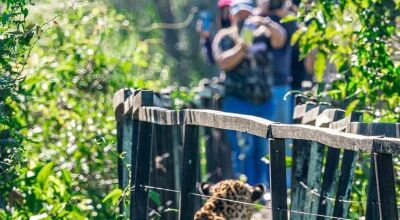 Turistas 'dão de cara' com onça-pintada descansando em passarela de madeira em MS Foto: Edir Alves/Foto
