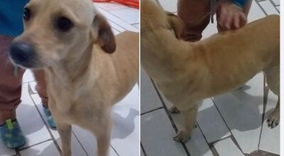 FOTO: ASSOCIAÇÃO MASCOTE BONITO