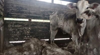 Motoristas de caminhão boiadeiro deixam gado morrer dentro do veículo em situação de maus tratos