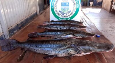 PMA de Bonito e Jardim apreendem 30 kg de pescado capturados durante a piracema e também petrechos