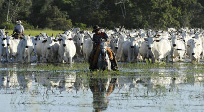 Comitiva Pantaneira: Um dia de peão, no ritmo das águas e na cadência das boiadas