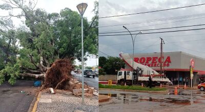 Ventania derruba árvores centenárias e destelha empresas durante temporal em Jardim (MS)