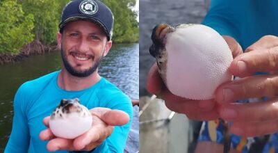 VÍDEO: Pescador de MS pega peixe venenoso que 'quase explode' na mão; saiba qual é