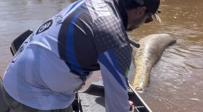 Pescador encontra sucuri de 7 metros boiando morta em rio em Deod&aacute;polis MS - Veja O V&iacute;deo: