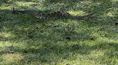 VÍDEO: Cobra cascavel surpreende banhistas e vira 'celebridade' em balneário de Bonito.