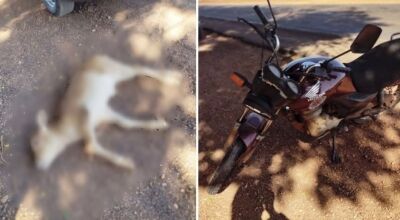 Acidente entre moto e bezerro mata animal e deixa piloto ferido