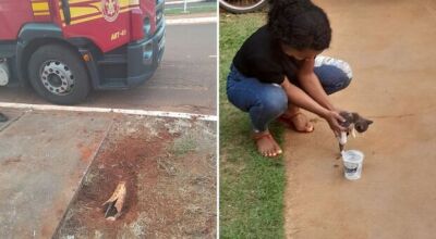 Gatinho é salvo por bombeiros de MS após ficar preso em tubulação 