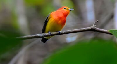 Conheça o encantador Uirapuru-laranja! Ilustre morador da Estância Mimosa em Bonito MS.  