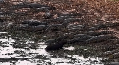 Vídeo registra capivara caminhando entre dezenas de jacarés no Pantanal de MT