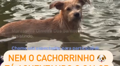 Durante Transmissão ao vivo, cachorrinho se refresca e relaxa em chafariz na praça de Bonito MS