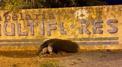 "Papai Noel tá diferente em Bonito MS" tamanduá visita Casas perto do Natal na capital do ecoturismo