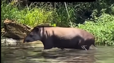 Belíssimo flagra na frente de turistas de uma anta no passeio do Rio Sucuri em Bonito MS.