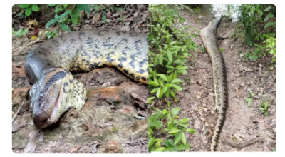 Sucuri gigante que viralizou em vídeo de biólogo holandês é encontrada morta em Bonito