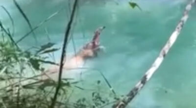 Tamanduá nada? Registro raro feito no Rio Formoso mostra habilidades do animal - Veja Vídeo! 