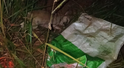 Cadela ferida é encontrada em saco plástico jogado em terreno baldio de MS