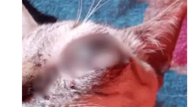 Gato é encontrado com olhos furados e tutora desconfia de maus-tratos em MS