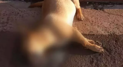 Polícia investiga morte de 6 cães encontrados mortos envenenados em MS
