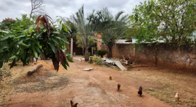 Homem que mantinha cachorro cheio de larvas em terreno é preso em MS