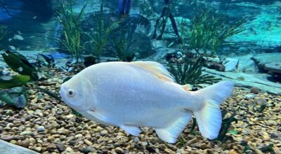Peixes transferidos de Bonito para Campo Grande já podem ser contemplados no Bioparque Pantanal