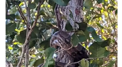 Com quase dois metros, jiboia é encontrada descansando em árvore em MS