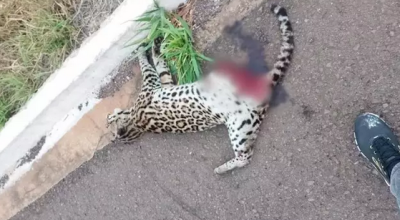 Jaguatirica é encontrada morta em rodovia de Mato Grosso do Sul