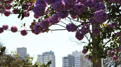 Julho começa com frio em MS e temperatura sobe ao longo da semana