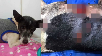 Cachorrinha atacada por Pitbulls morre em MS