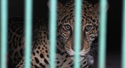 Após resgate no Pantanal, onça pintada se alimenta e está em recuperação no CRAS