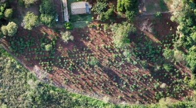 MS Verde: 1.450 mudas de árvores são plantadas pela Sanesul em reserva ambiental