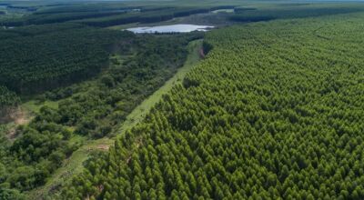 Prestes a se tornar novo polo da celulose em MS, Inocência recebe estudo para nortear crescimento