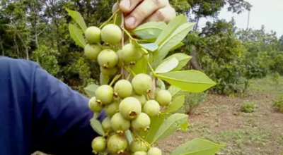 Festival da Guavira está com inscrições abertas para concurso gastronômico 'Novos Talentos'