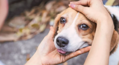 Campanha Dezembro Verde combate o abandono de animais e conscientiza sobre adoção consciente