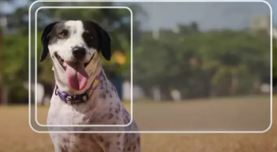 Carteira nacional para pets chega a MS para facilitar controle e a proteção animal