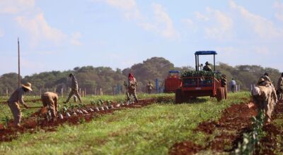 Governo de MS concede benefício fiscal para incentivar a expansão da citricultura no Estado