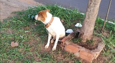 Comerciantes denunciam abandono de cachorro em Avenida 